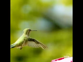 Hummingbird vs. Wasp - Super Slomo 2873 fps!