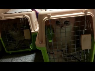 Video von Питомник Regal Person cattery