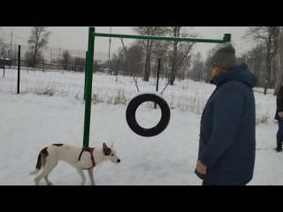 Боня  Сёма  Лаки Марс  Леди & Чибо Барьер 🚧 Dog Training Жил Был Кинолог 🐕 Зоопсихолог 🐕 Моя Жизнь Кино 🎬 Музей Псов