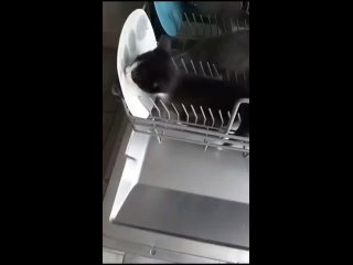 Так на самом деле работает посудомоечная машина