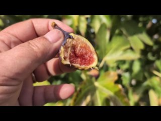 Инжир Харди Чикаго | Россия | Figs Hortus Eden