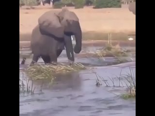 Никогда не злите слона! Слон начал топтать крокодила, посмевшего схватить его за хобот, когда тот хотел утолить жажду.