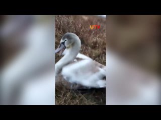 В Ишимбайском районе нашли раненого лебедя-шипуна