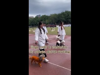 Парад студентов с собаками на юге Китая