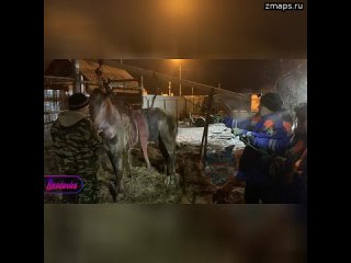 В Ленобласти спасатели поставили на ноги коня, который провалился передними копытами под лед и отмор