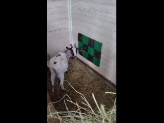 Видео от Питомник камерунских карликовых коз БЕЛЫЕ НОЧИ