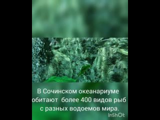 Сочинский океанариум, август 2023г