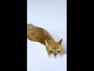 #котяткимилашки