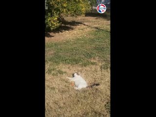 Севастополький кот нежится на солнце