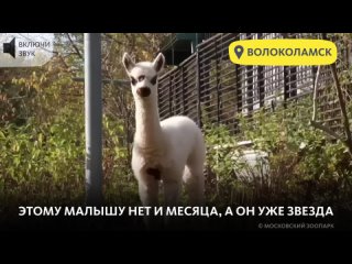 ЗАБАВНЫЙ МАЛЫШ АЛЬПАКА РОДИЛСЯ В ЦЕНТРЕ ВОСПРОИЗВОДСТВА