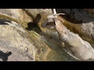 Коза упала в воду, но сам момент её спасения не попал на видео по понятным причинам.