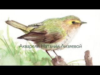 Акварель “Пеночка“