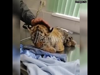 В Хабаровске местные спасли испуганного тигренка  малыш вышел на трассу в поисках помощи, где его п