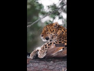 Леопарды  скрытные и неуловимые хищники, и одни из самых красивых кошек среди представителей рода Panthera