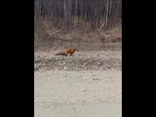 Не кормите диких зверей!