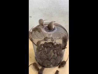 Больше похоже на аттракционы для мышей)) ну или квесты) - Наталья Максимова