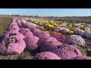 Цветение хризантем одно из самых ярких событий осени, и нам, нижнегорцам, есть чем гордиться