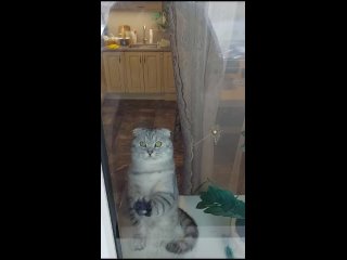 Видео от Продажа британских котят в  СПб