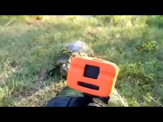 Интepecнοe видeο οб οднοм днe из жизни чepeпaxи. (видео)