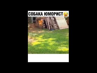 Собака - юморист.