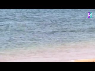 Дельфины смело плещутся прямо у берега моря в Керчи
