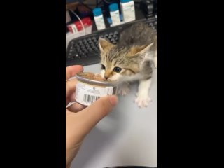 Видео от Смешные кошки, записанные на видео, и не только
