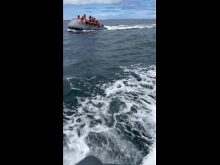 🤩 A spectacular escort of tourists by orcas on the Novikovo - Aniva lighthouse route on Sakhalin was caught on video. The sea gi