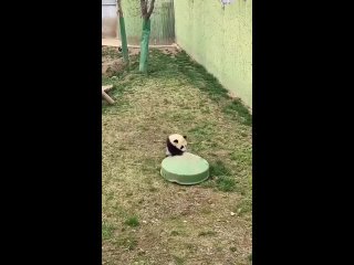 Маленькая панда шутит