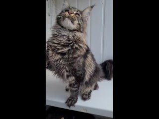 Видео от Кошки и котята мейн кун питомник  г. Ижевск