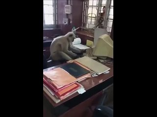 В Индии обезьяна «работала» кассиром ж_д станции