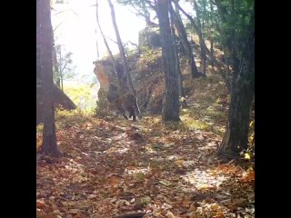 Дальневосточный леопард в осеннем лесу