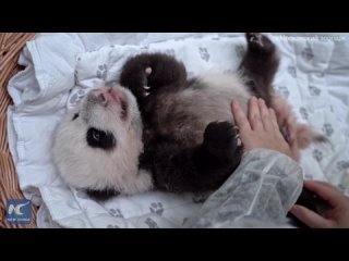 Маленькой панде из Московского зоопарка исполнилось 2 месяца