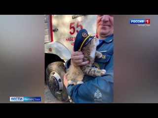 Пушистый спасатель: в челнинскую пожарную часть приняли кота