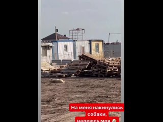 В Краснодаре бездомные псы набросились на домашнюю собаку и её хозяйку