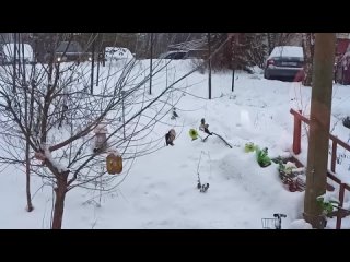 Старый друг дятел, прилетел на обед. Автор Филиппова Наталья.