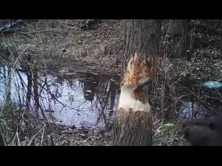 На видео - бобр грызет дерево. Собирает строительный материал.