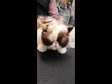 Видео от ЗооПарикмахерская. Стрижка собак кошек Тольятти