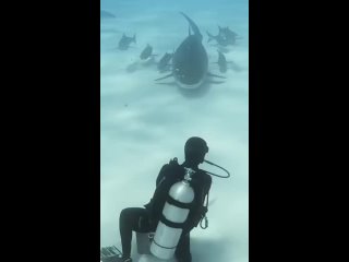 Just a shark and its entourage... (no need to unmute)