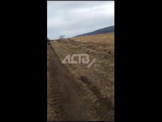 Мертвые туши в собственном навозе: сахалинцы шокированы жестокостью к животным на совхозе в Костромском