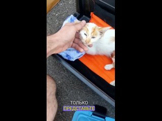 Волонтерский центр помощи  бездомных животных . の動画