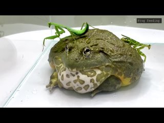 Смертельная битва богомол против лягушки ЖИВОЕ КОРМЛЕНИЕ Mantis Vs Frog LIVE FEE