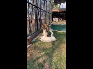 корги-собака-тигр-видеогифки