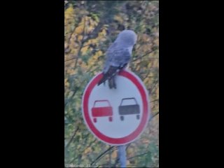 Смог максимально близко и незаметно подъехать к сове, сидевшей на дорожном знаке 🦉