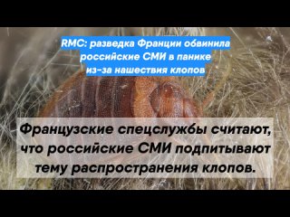 RMC: разведка Франции обвинила российские СМИ в панике из-за нашествия клопов