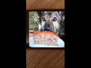 Пёс 🐕 Кулинар )) Милый пёсик помогает готовить 🧑‍🍳 и заценивает вкус)) Военный юрист. Военный билет. Помощь призывникам. СВО.