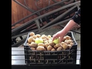 Совет дачницы - чтобы картошка не прорастала -