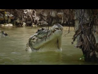 Крокодилий босс (2017) HD 1080