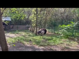 Шикарный африканский страус теперь в Ростовском зоопарке.