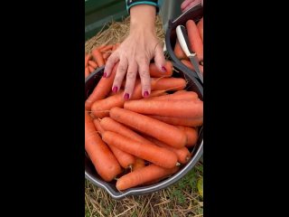 Как сохранить морковь до весны. Мой гигантский урожай моркови 2023