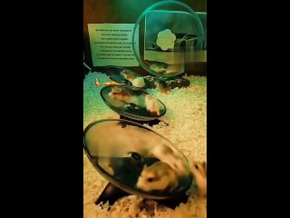 Hamster Party (song: Alpha Portal - Acid Rain)